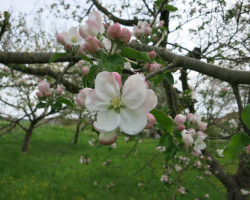 Obstgehölzschnitt Obstgehölzschnitt